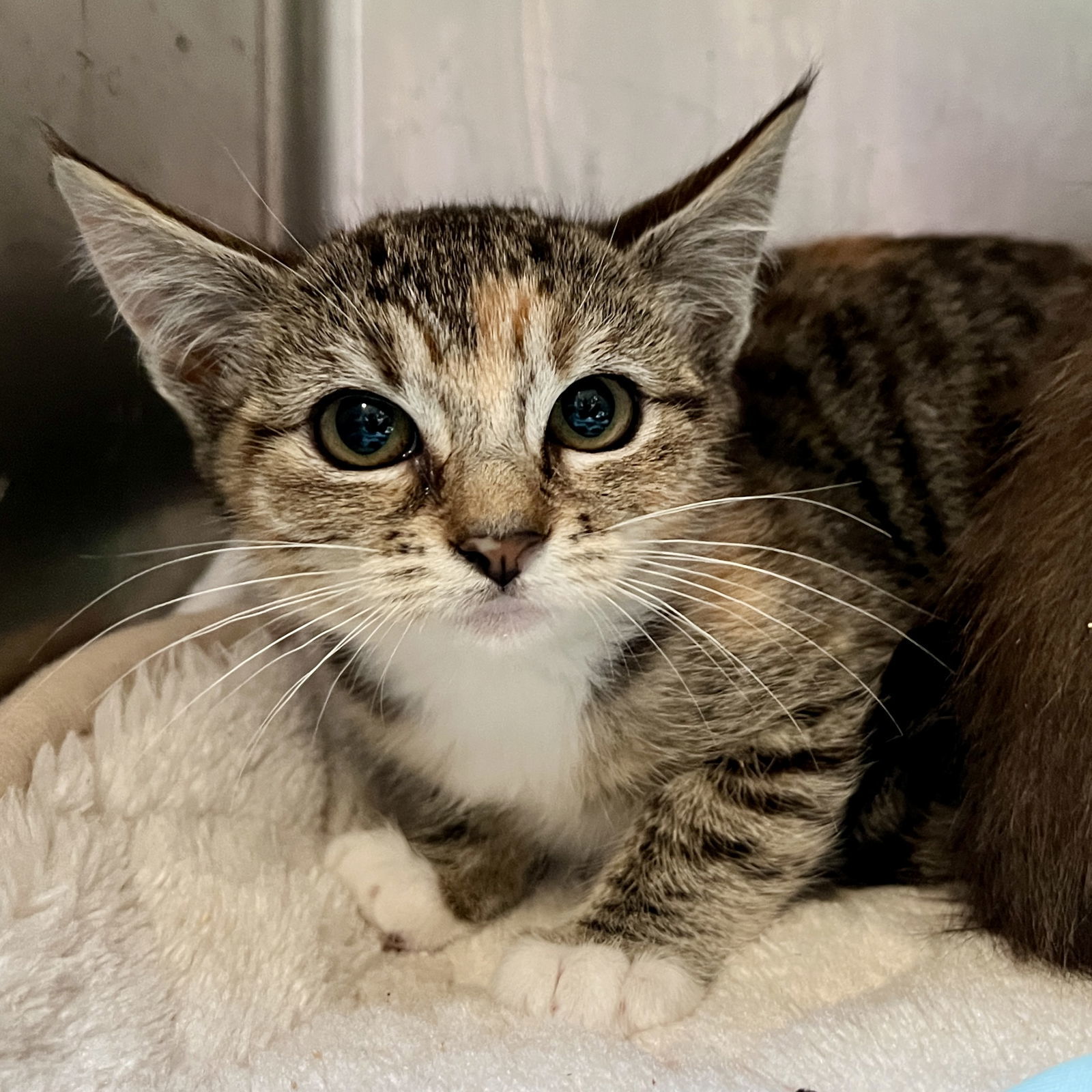 Sienna(Bonded with Toby)