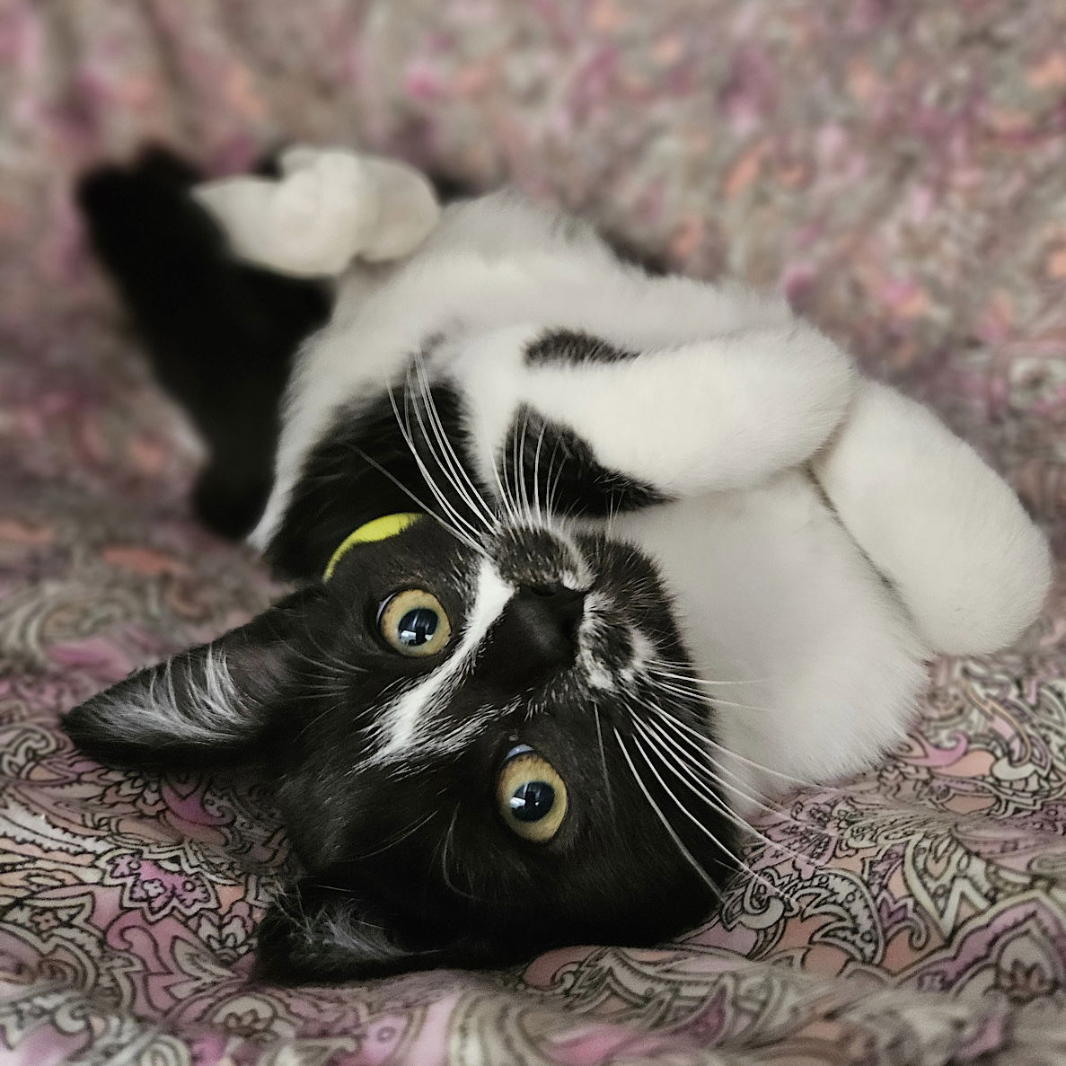 Rorschach