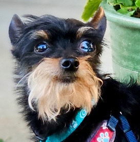 *Professor Nikidik WICKED, an adoptable Affenpinscher, Terrier in Pittsburg, CA, 94565 | Photo Image 1
