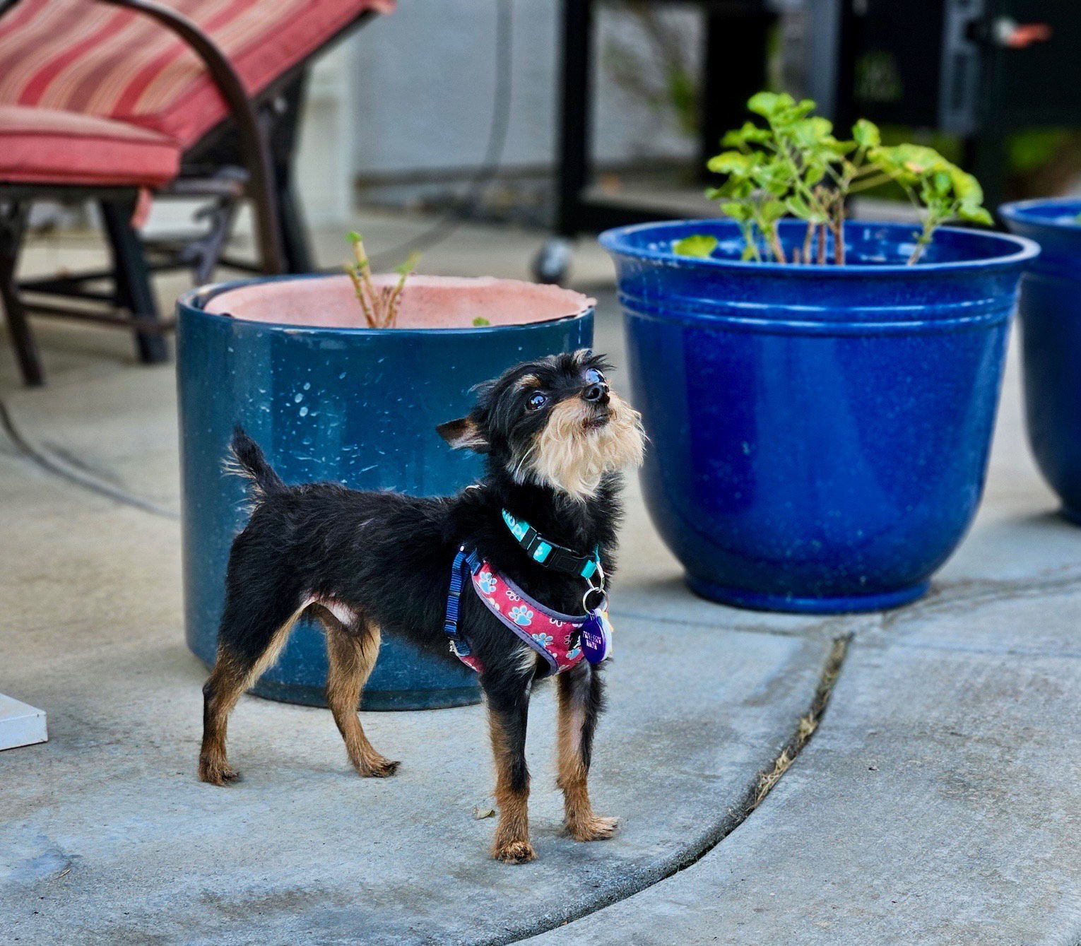 *Professor Nikidik WICKED, an adoptable Affenpinscher, Terrier in Pittsburg, CA, 94565 | Photo Image 2
