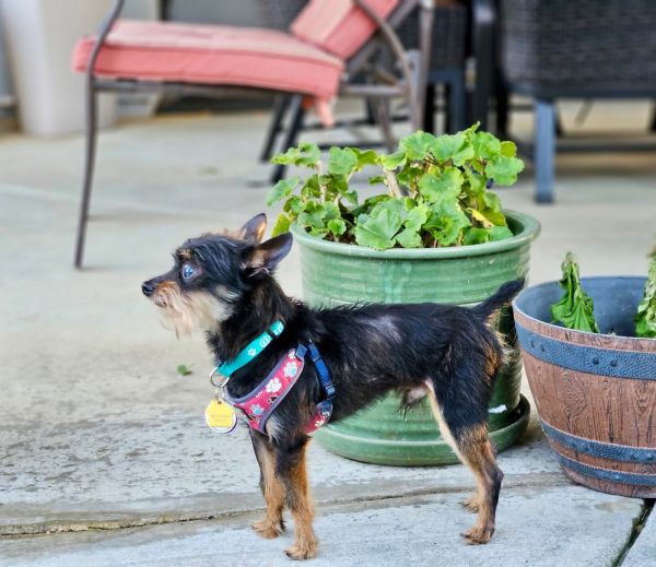 Professor Nikidik Wicked thumbnail 3