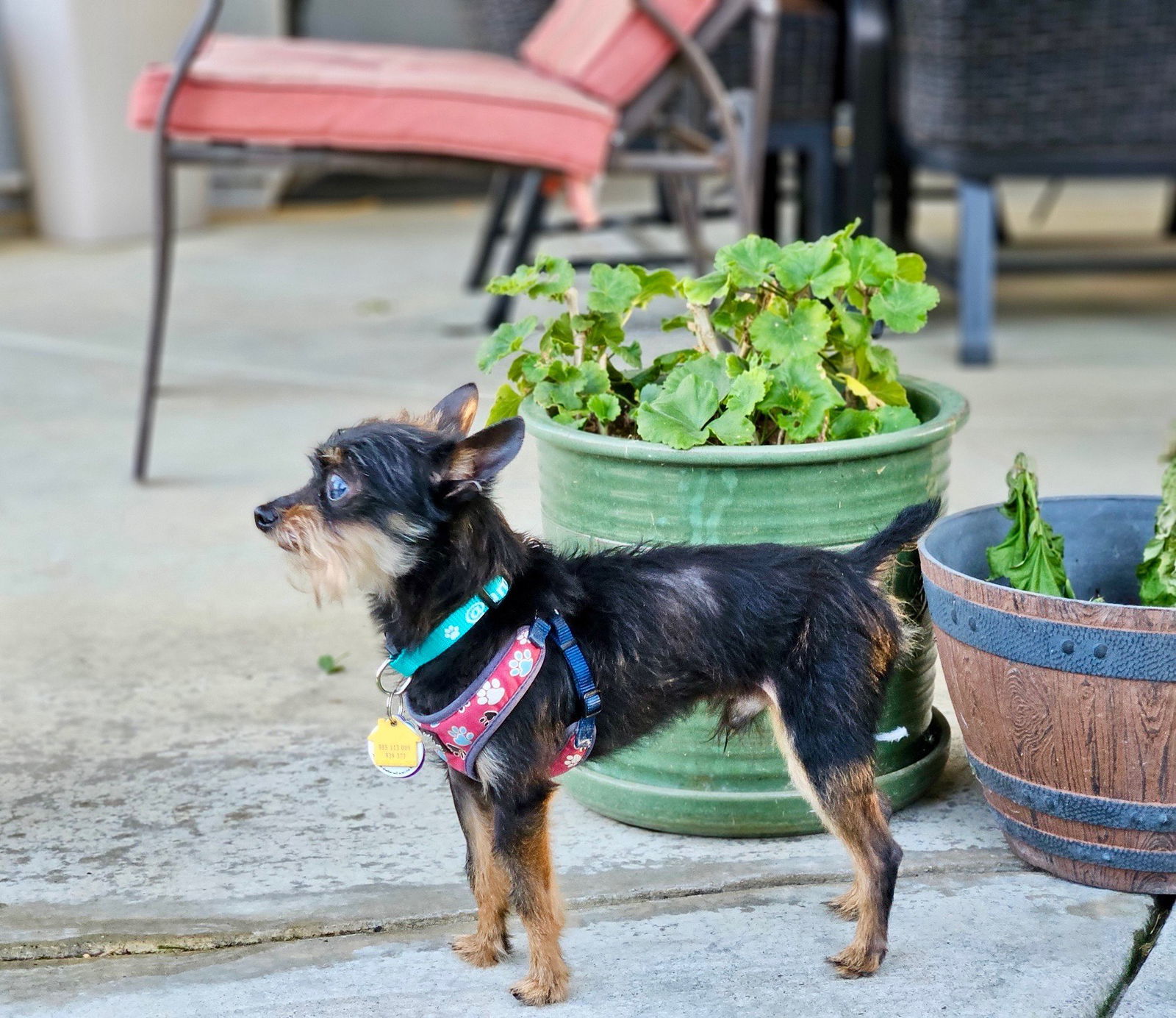 *Professor Nikidik WICKED, an adoptable Affenpinscher, Terrier in Pittsburg, CA, 94565 | Photo Image 3