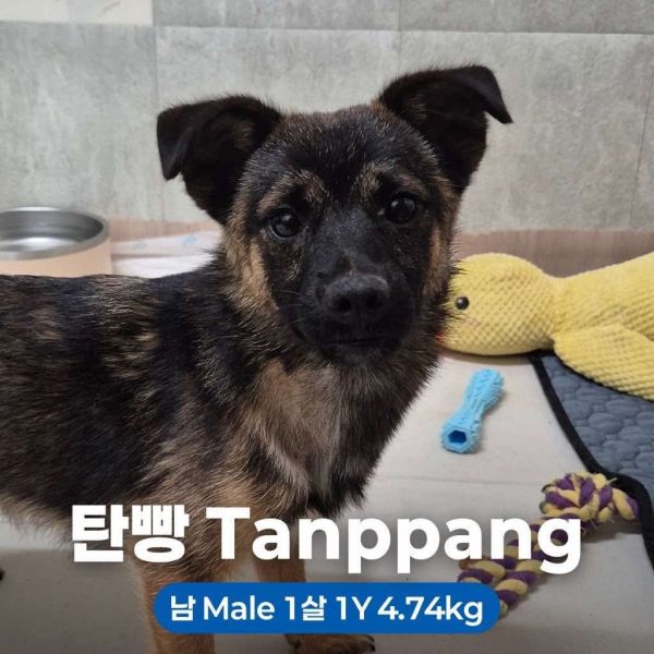 Tanppang Bonded To Geonppang thumbnail 2