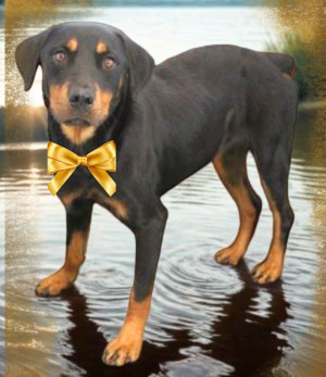 Rottweiler