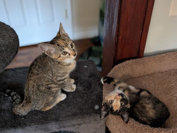 Hattie  Virginia photo 1