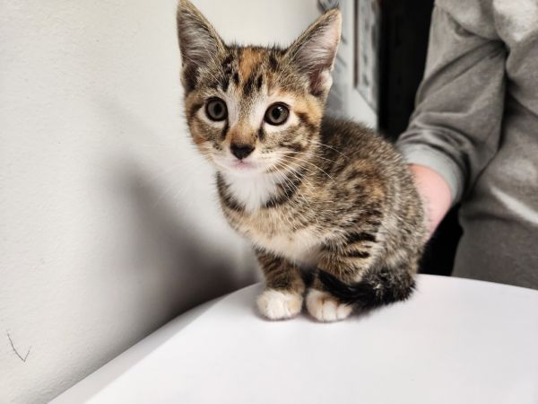 Hattie  Virginia thumbnail 2