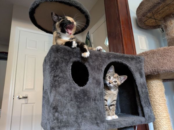 Hattie  Virginia thumbnail 3