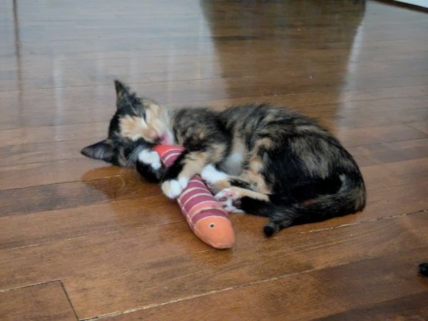 Hattie  Virginia thumbnail 4