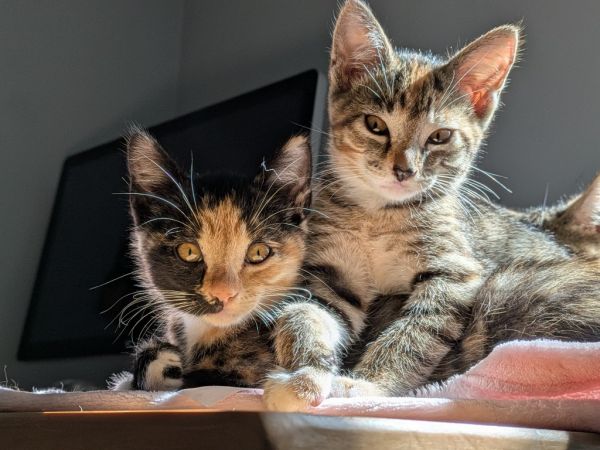 Hattie  Virginia thumbnail 5