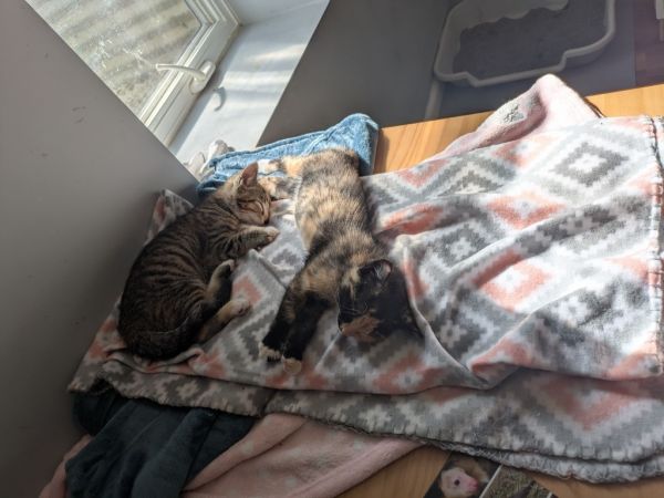 Hattie  Virginia thumbnail 6