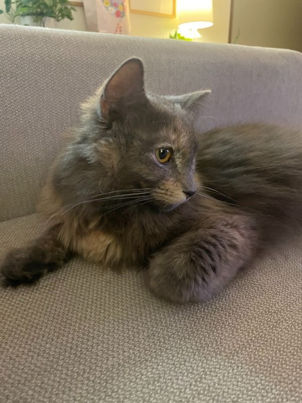 Mama Mia thumbnail 2