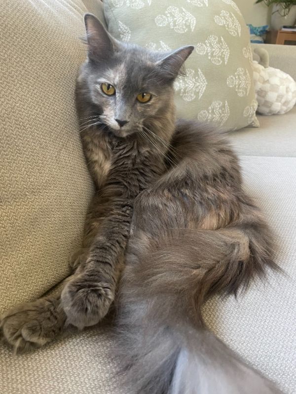 Mama Mia thumbnail 3