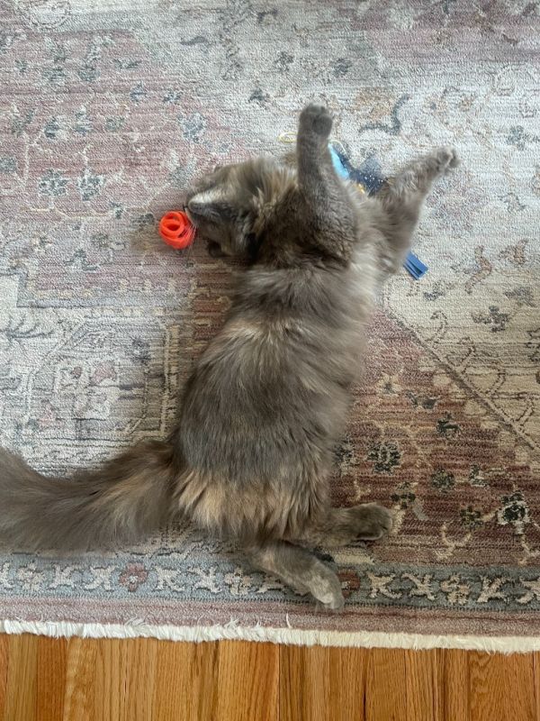 Mama Mia thumbnail 5