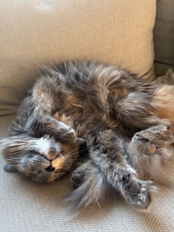 Mama Mia thumbnail 6