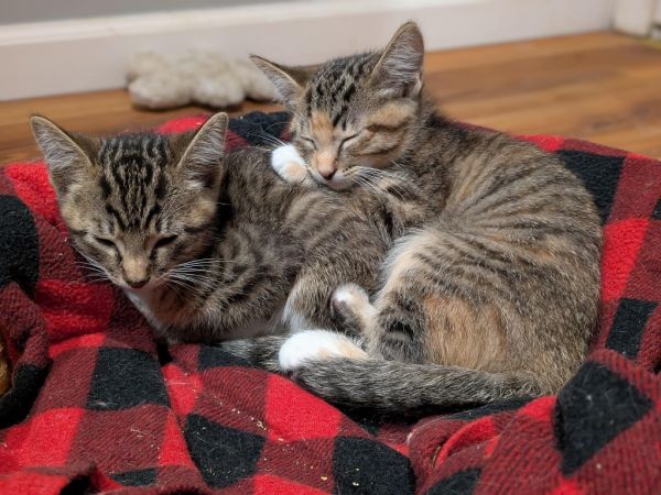 Rhett  Calliope photo 1