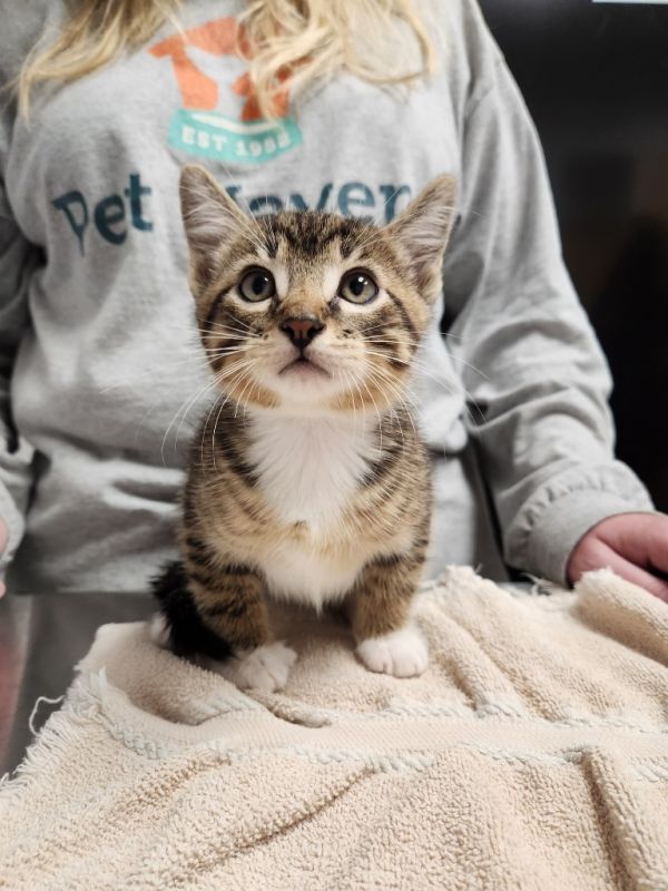 Rhett  Calliope thumbnail 2