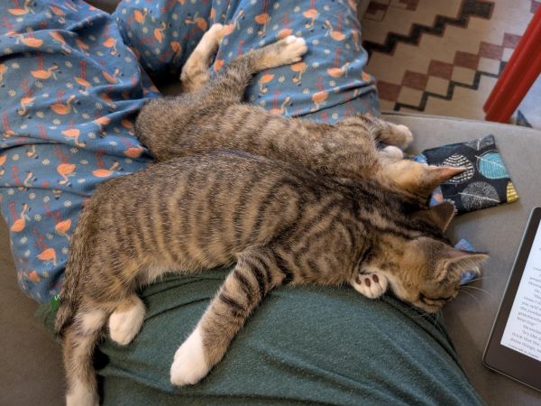 Rhett  Calliope thumbnail 4