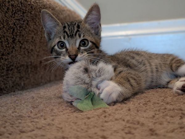 Rhett  Calliope thumbnail 5