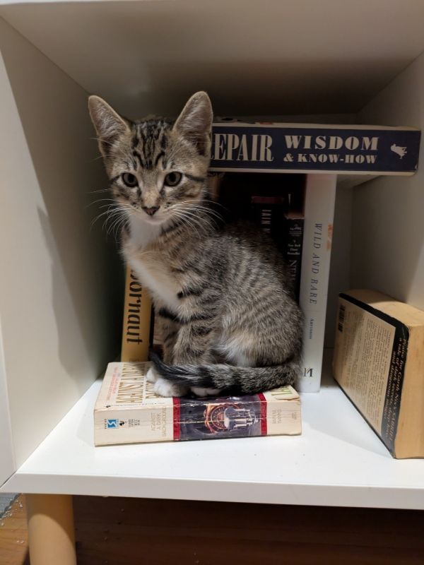 Rhett  Calliope thumbnail 6