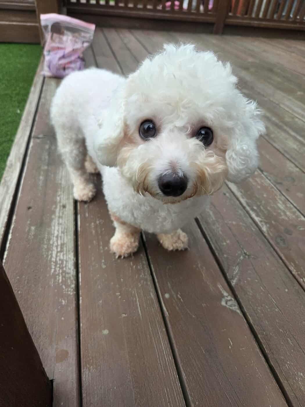 Rael, an adoptable Bichon Frise, Mixed Breed in Sunderland, ON, L0C 1H0 | Photo Image 1