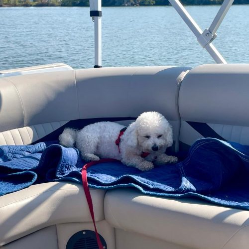 Rael, an adoptable Bichon Frise, Mixed Breed in Sunderland, ON, L0C 1H0 | Photo Image 2