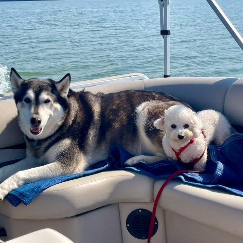 Rael, an adoptable Bichon Frise, Mixed Breed in Sunderland, ON, L0C 1H0 | Photo Image 3