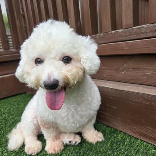 Rael, an adoptable Bichon Frise, Mixed Breed in Sunderland, ON, L0C 1H0 | Photo Image 4