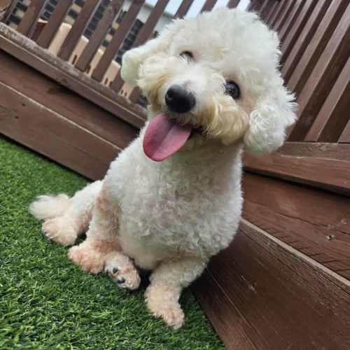 Rael, an adoptable Bichon Frise, Mixed Breed in Sunderland, ON, L0C 1H0 | Photo Image 5