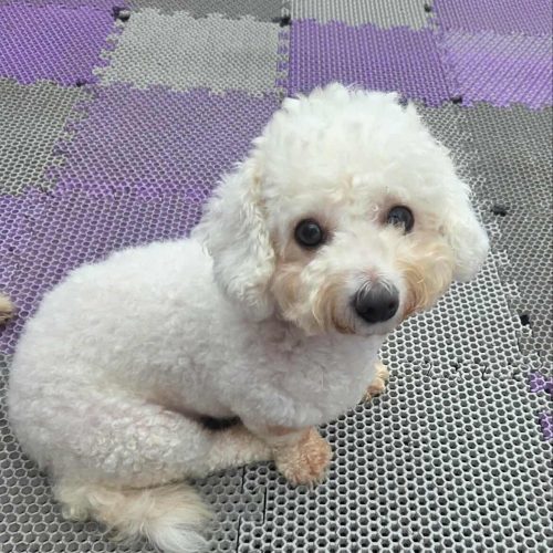 Rael, an adoptable Bichon Frise, Mixed Breed in Sunderland, ON, L0C 1H0 | Photo Image 6