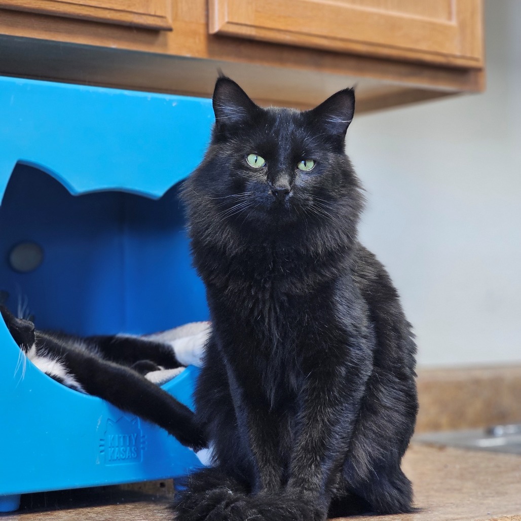 Lightning McQueen, an adoptable Domestic Short Hair in Pagosa Springs, CO, 81147 | Photo Image 1