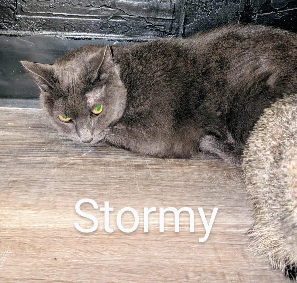 Stormy, an adoptable Chartreux in Grand Junction, CO, 81501 | Photo Image 1