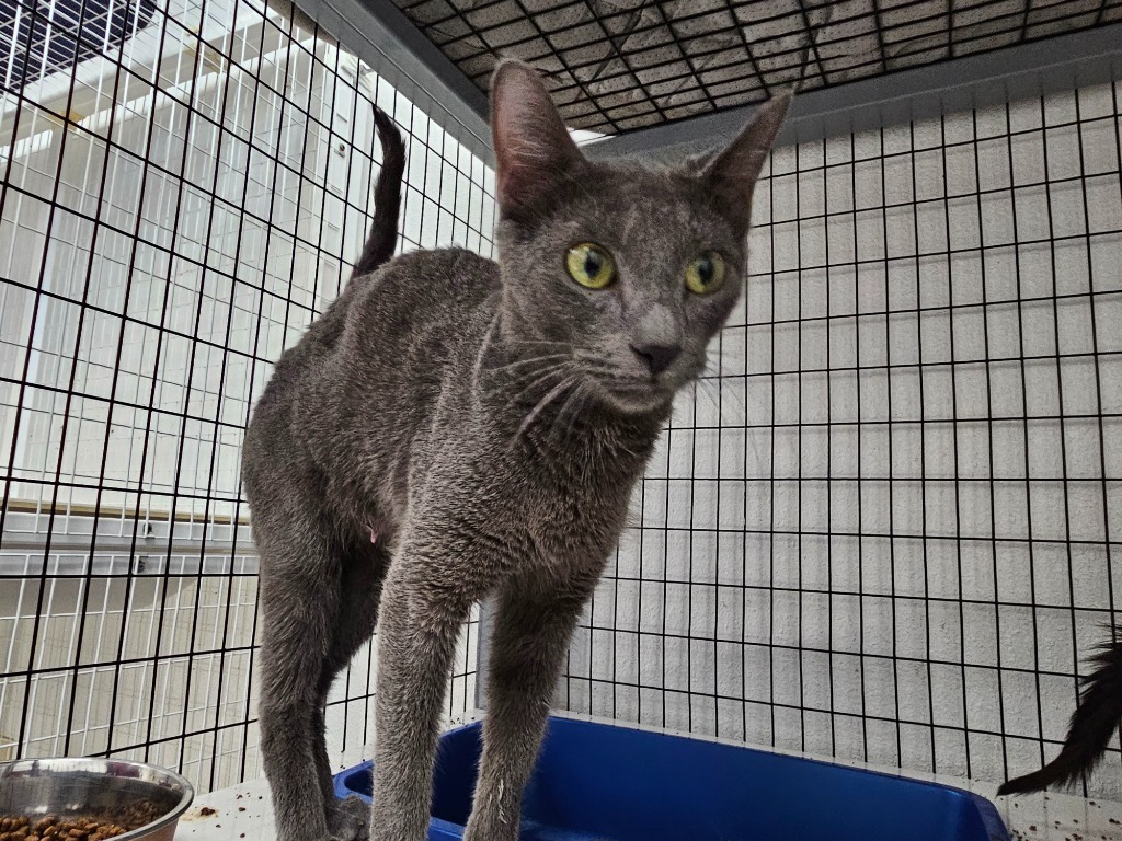 Azul, an adoptable Chartreux in Grand Junction, CO, 81501 | Photo Image 1