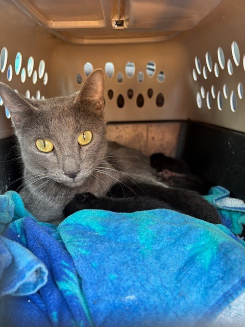 Azul, an adoptable Chartreux in Grand Junction, CO, 81501 | Photo Image 2