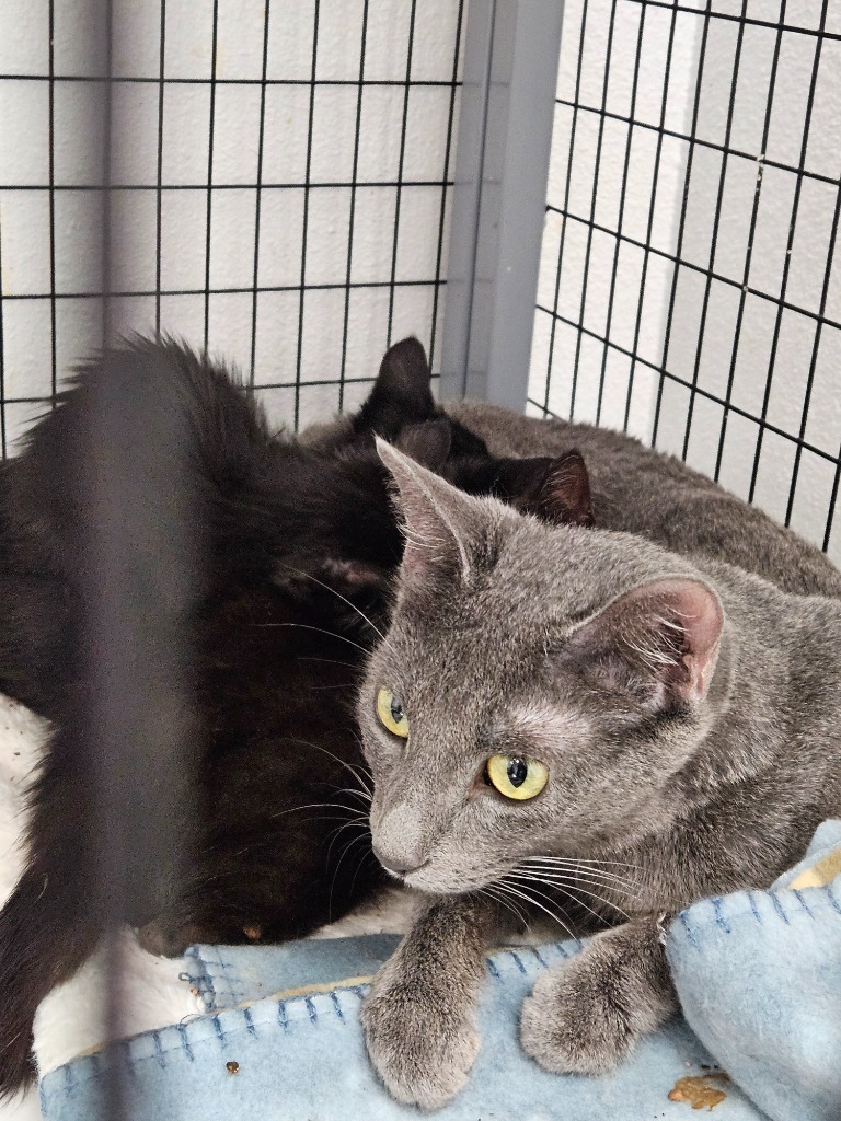 Azul, an adoptable Chartreux in Grand Junction, CO, 81501 | Photo Image 3