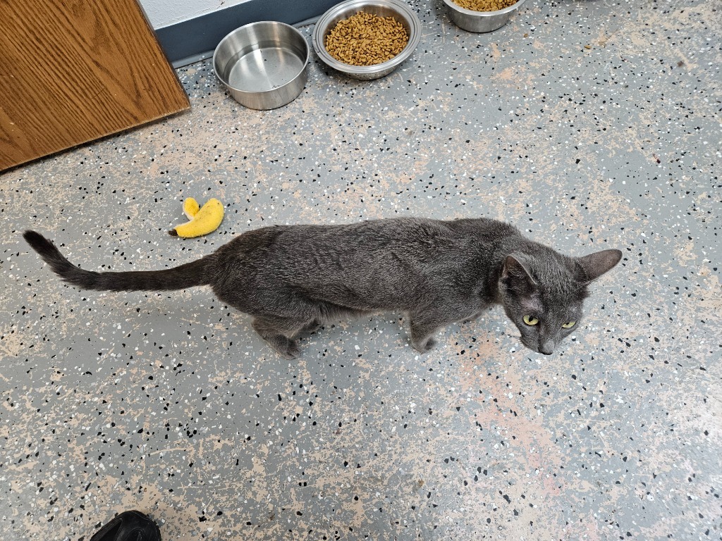 Azul, an adoptable Chartreux in Grand Junction, CO, 81501 | Photo Image 4