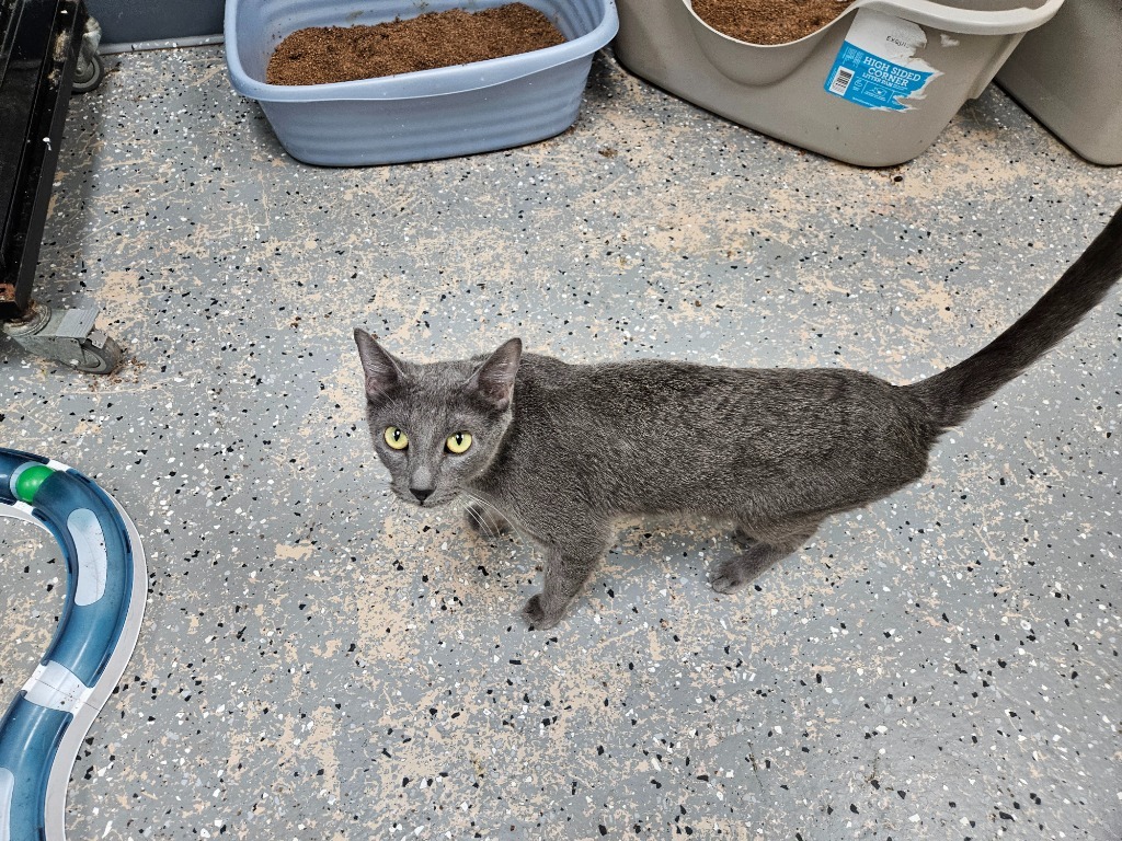 Azul, an adoptable Chartreux in Grand Junction, CO, 81501 | Photo Image 5