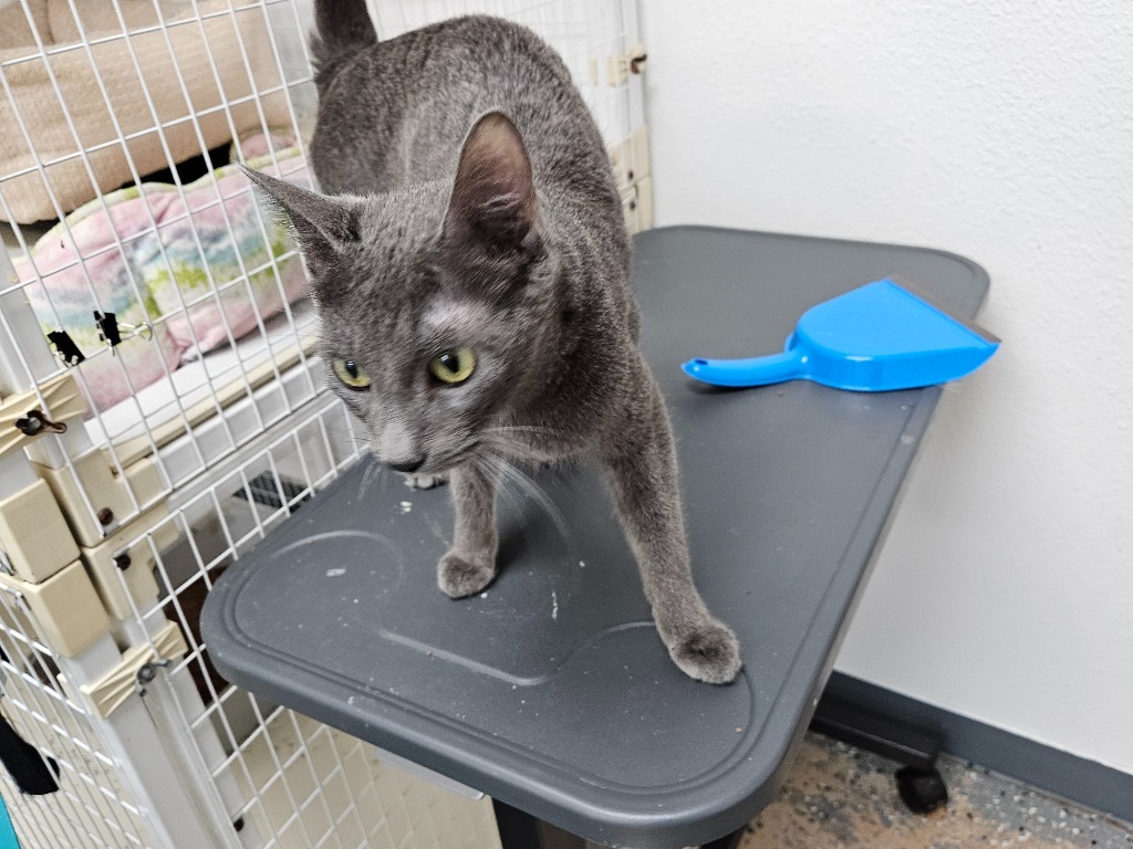 Azul, an adoptable Chartreux in Grand Junction, CO, 81501 | Photo Image 6