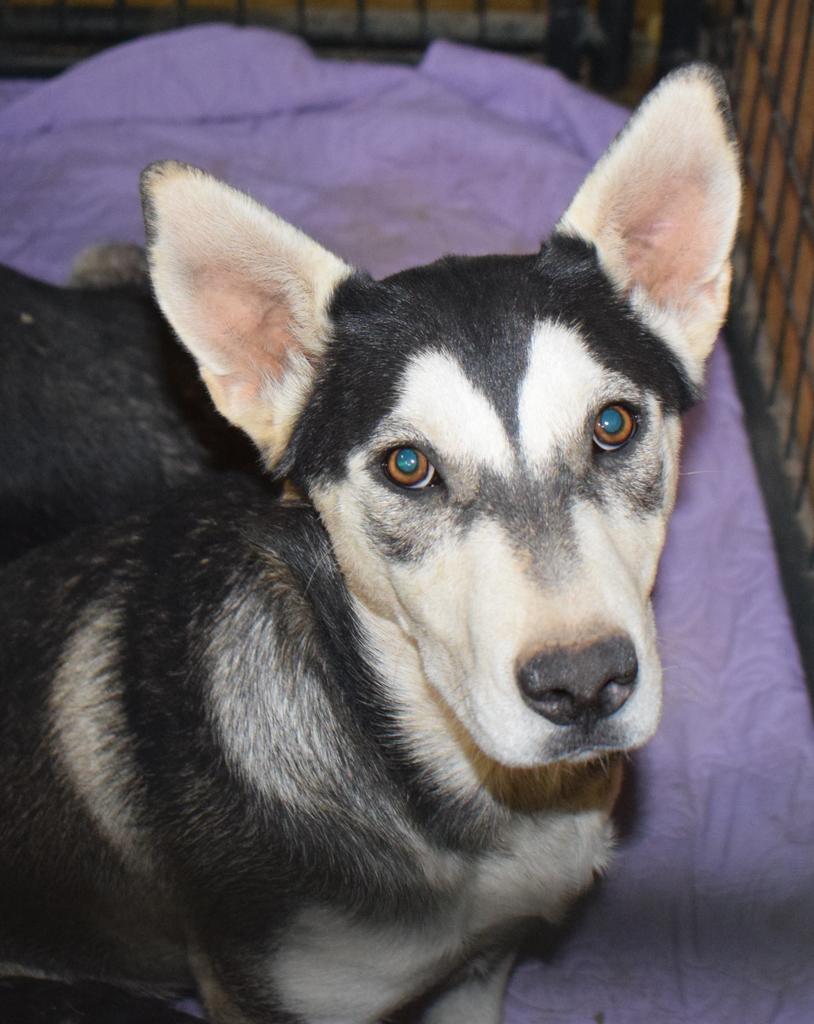 Freya (Luna ) (Liberty P3)