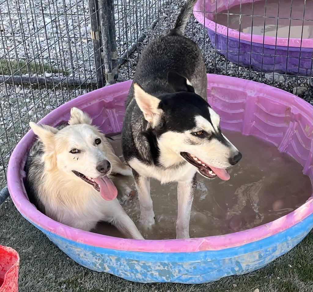 Freya (Luna ) (Liberty P3)