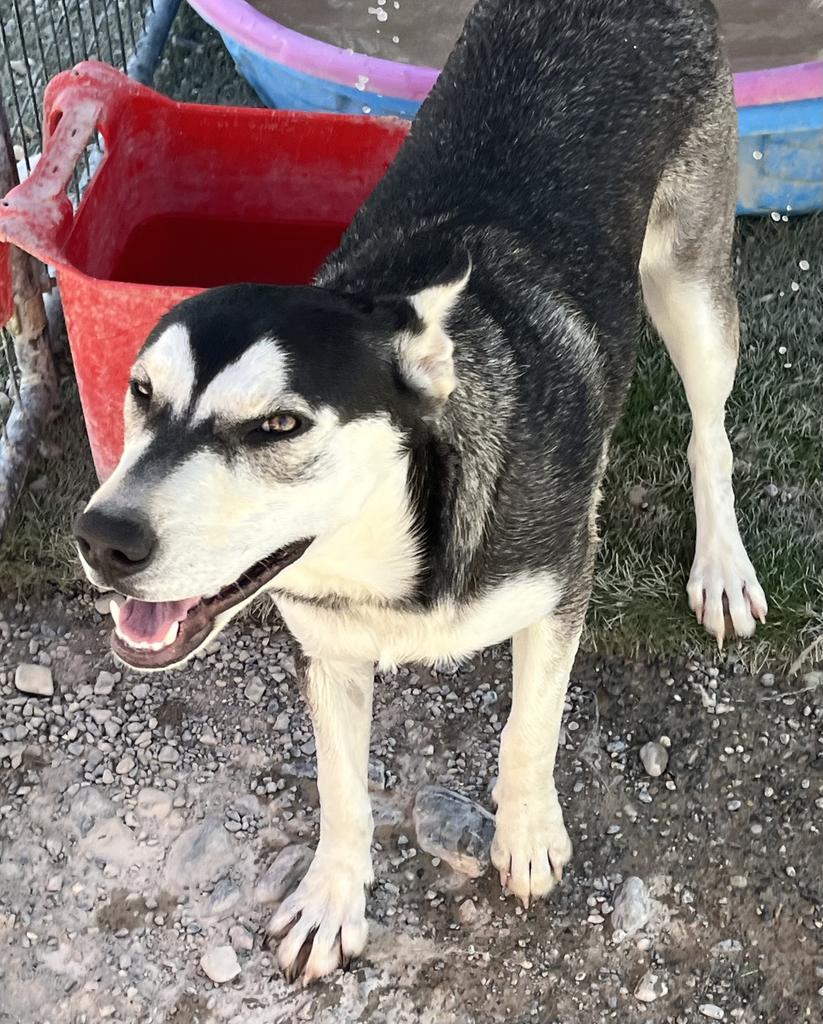 Freya (Luna ) (Liberty P3)