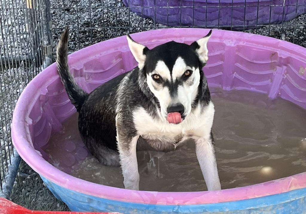 Freya (Luna ) (Liberty P3)