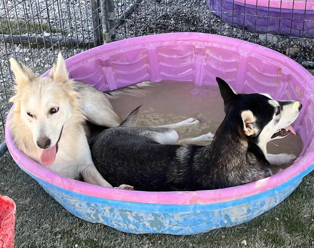 Freya (Luna ) (Liberty P3)