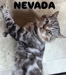Nevada
