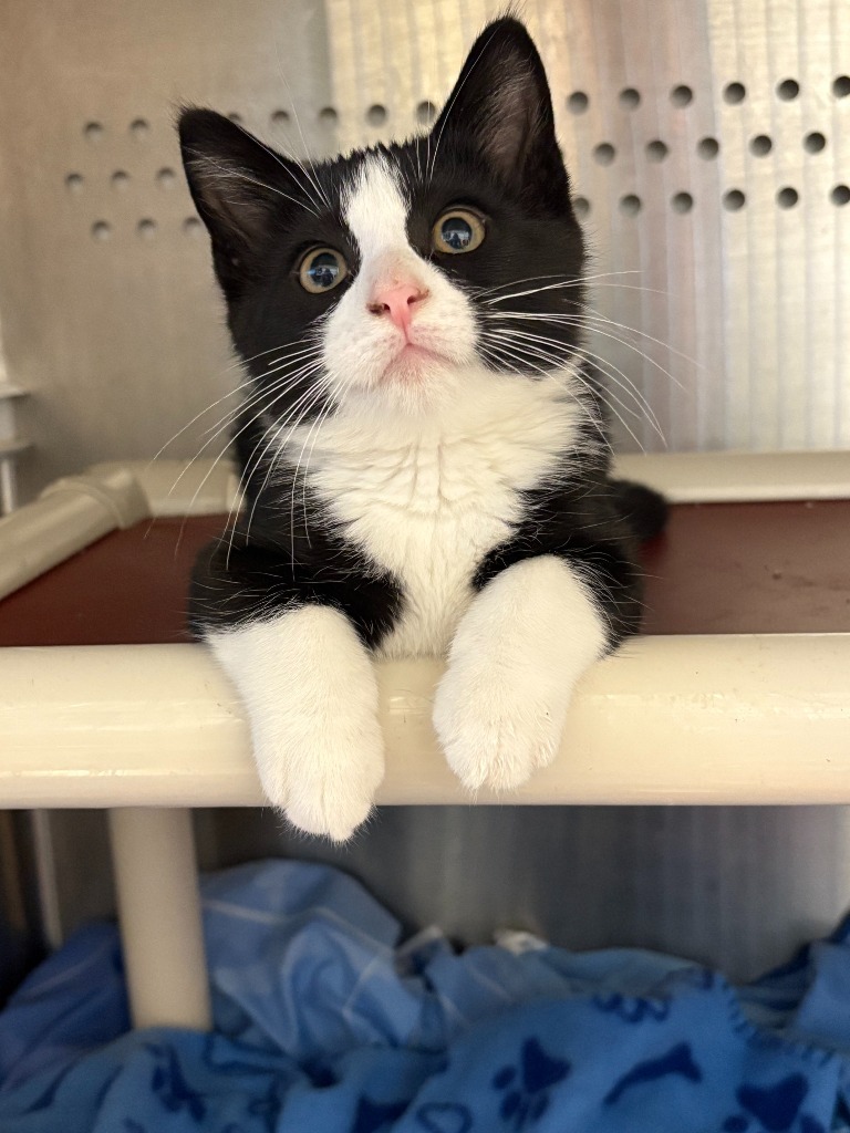 Spider-man, an adoptable Domestic Short Hair in Minot, ND, 58702 | Photo Image 1