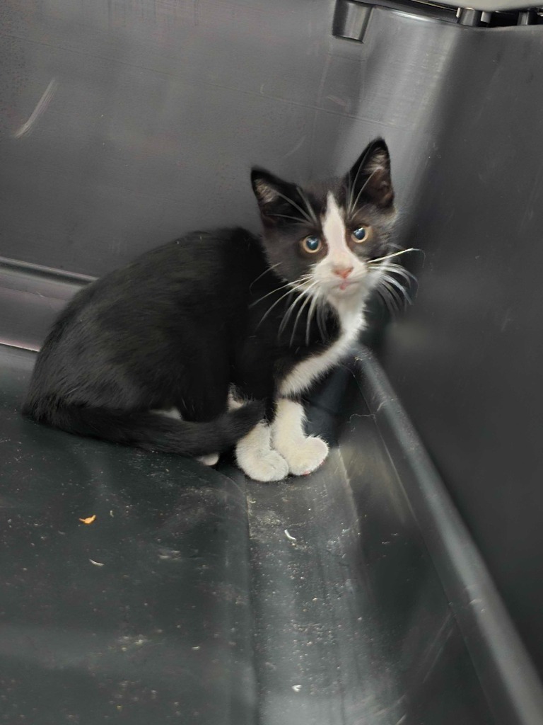 Spider-man, an adoptable Domestic Short Hair in Minot, ND, 58702 | Photo Image 2