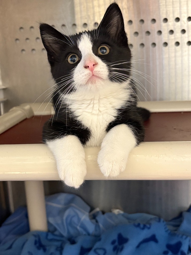 Spider-man, an adoptable Domestic Short Hair in Minot, ND, 58702 | Photo Image 3