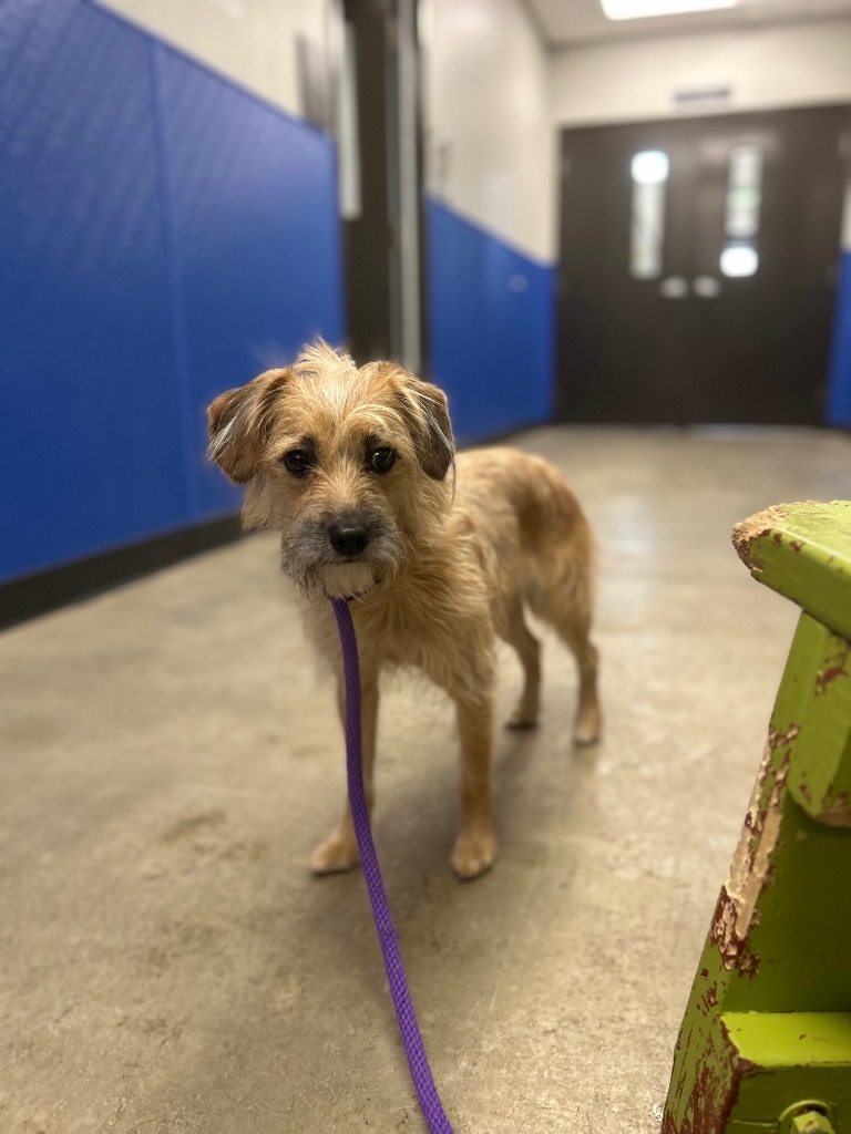 Charlie, an adoptable Mixed Breed in Minot, ND, 58702 | Photo Image 1