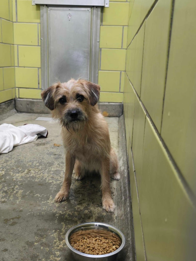 Charlie, an adoptable Mixed Breed in Minot, ND, 58702 | Photo Image 2