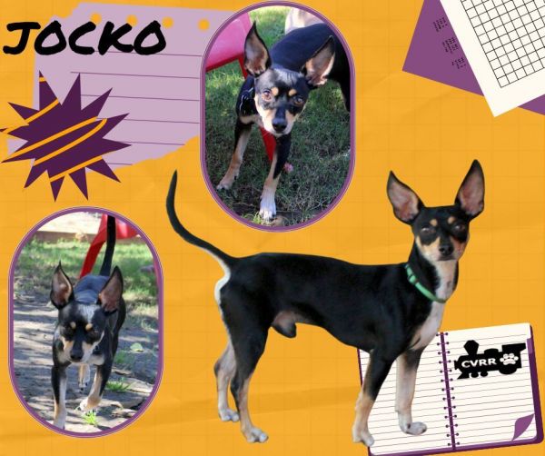 Jocko