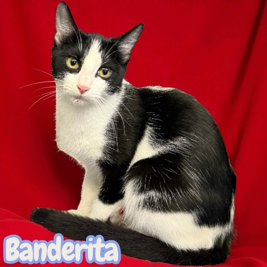 Banderita
